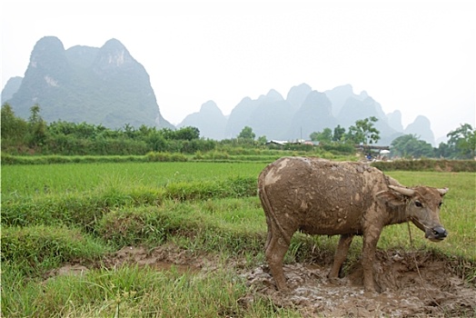 kqxs hậu giang