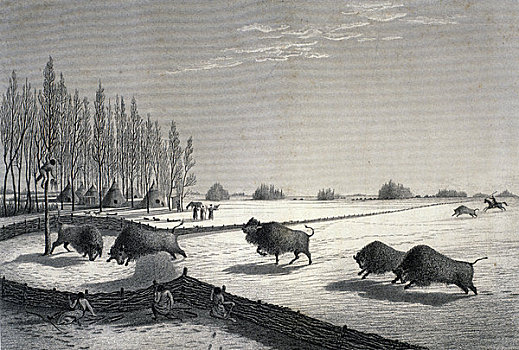 soi câu rong bạch kim