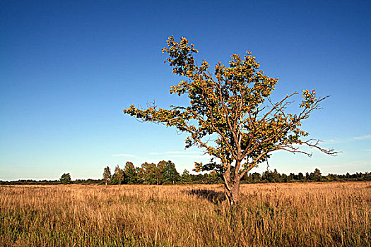 cách ghi lô xiên