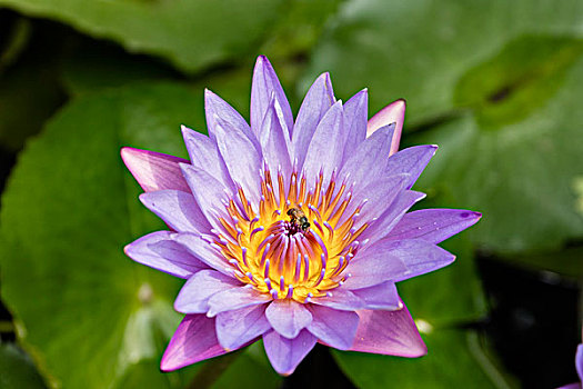 du doan xo so minh ngoc