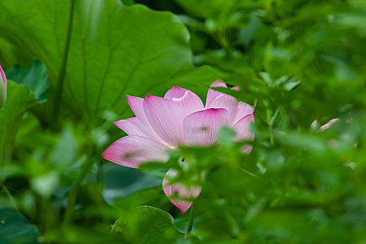 cau lo bach thu khung 3 ngay