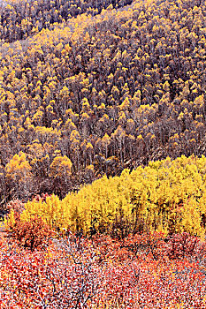soi câu rong bach kim