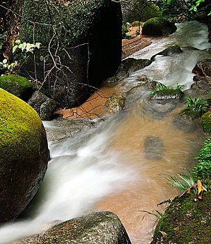 soi cau mien nam wap